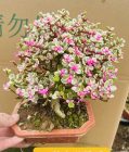 суккулент Сквер Базин Элегант Мусик 方盆 23