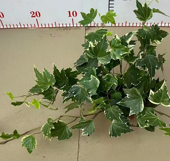 Хедера 90 Вариегатный Айви 9 20