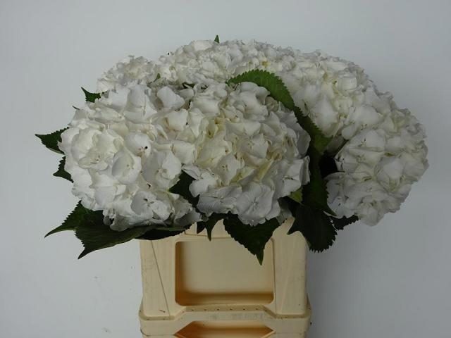 Гортензия Вайт Верена 40 (бел.), шт.