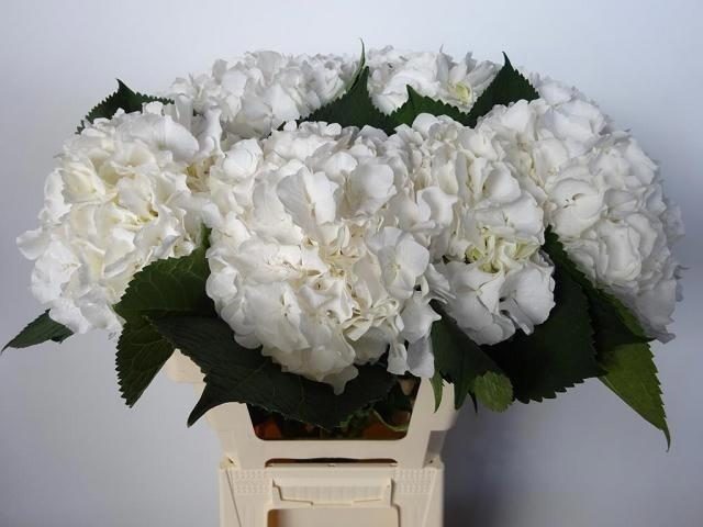 Гортензия Вайт Верена 60 (бел.), шт.