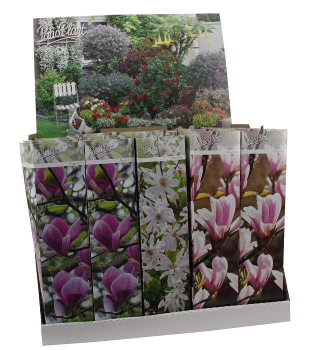 Magnolia mix, D 9