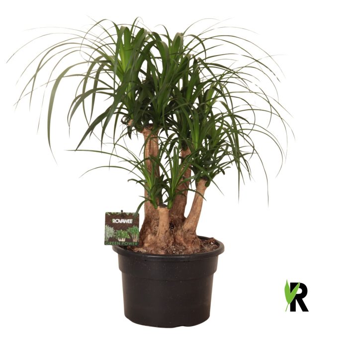 Beaucarnea rec. vertakt, D 23