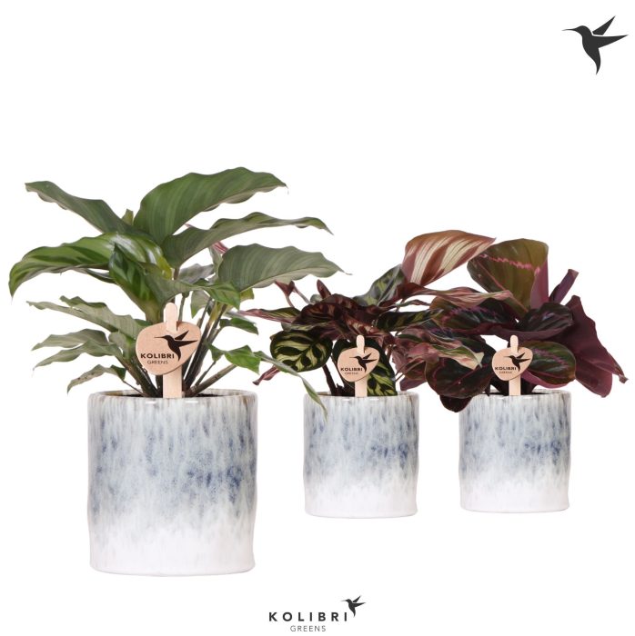 Kolibri Greens Calathea mix in Sky pot, D 9