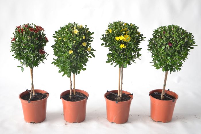213 SV : Pot 21 cm Chrysant op stam mix 4 kleuren, D 21