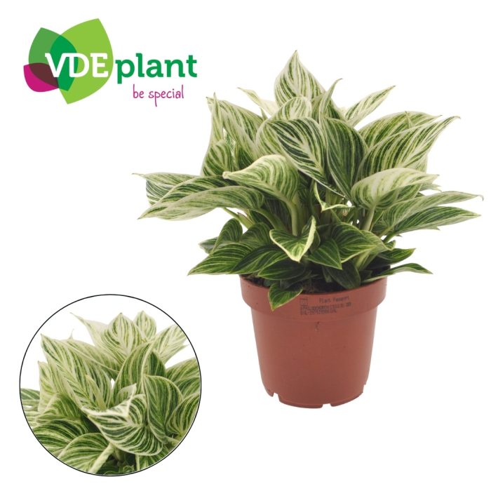 Philodendron Ivory Vein 12cm, D 12