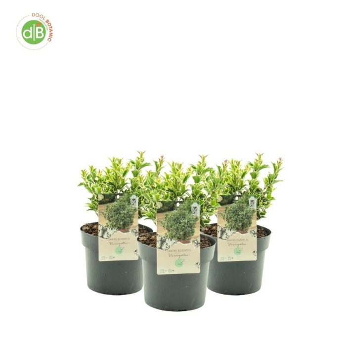 Osmanthus heter. 'Variegatus', D 19