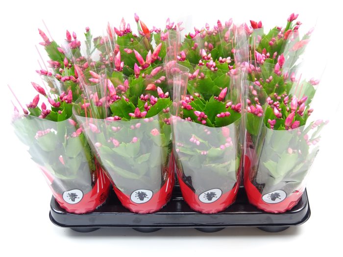 Schlumbergera 9 cm rood, D 9