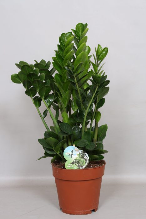 Zamigo 'Midori' easy & relaxing - Green4life, D 19
