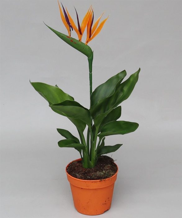 Strelitzia Regina, D 12
