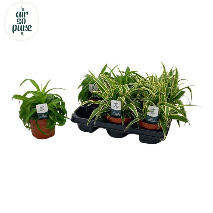 Chlorophytum Com gemengd Air So Pure®, D 13