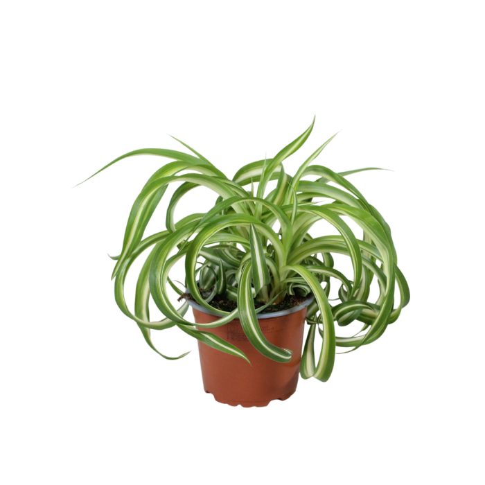 Chlorophytum comosum Bonnie, D 12