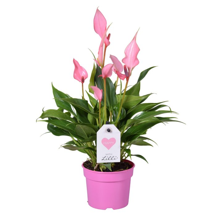 Anthurium Lilli, D 9