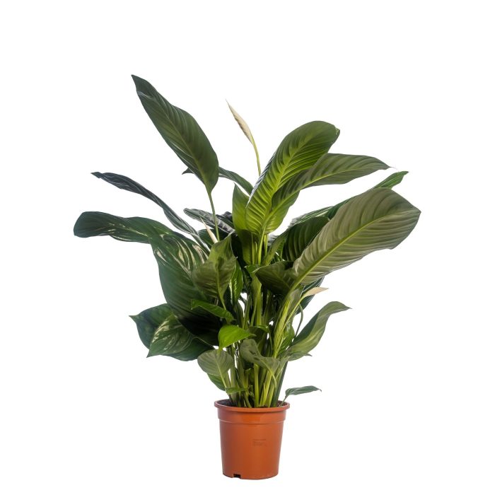 Spathiphyllum 'Isabella' blanco, D 19