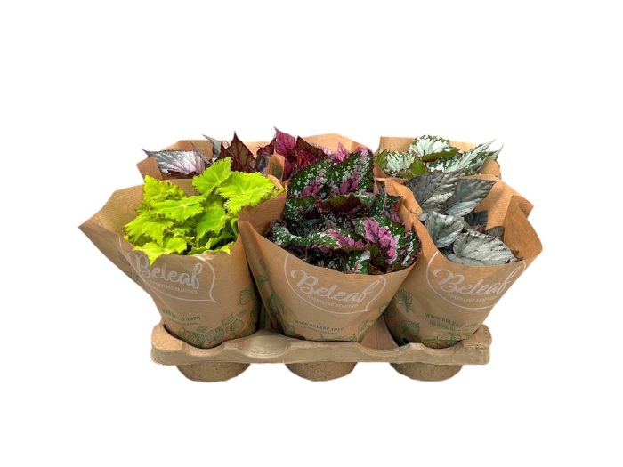 Begonia Beleaf mix in papierenhoes, D 12