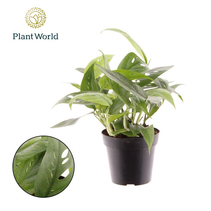 Epipremnum Cebu Blue, D 12