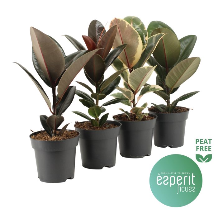 Ficus elastica Mix 3-4 srt., D 14