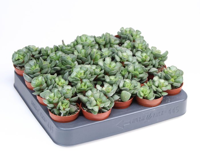 Adromischus cristatus, D 5,5
