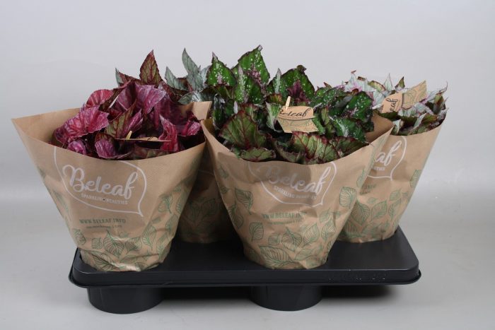 Begonia Beleaf Mix in papieren hoes, D 17