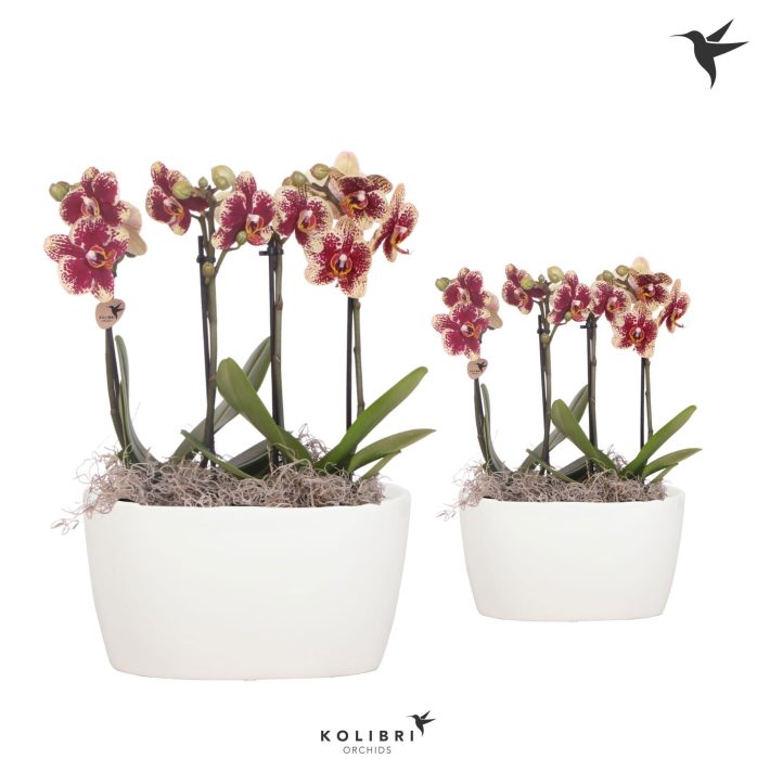 Kolibri Orchids Phalaenopsis spotty 4 spike in Oval Twins white, D 9