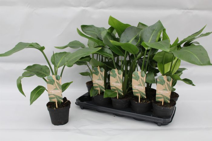Strelitzia Nicolai p13, D 13