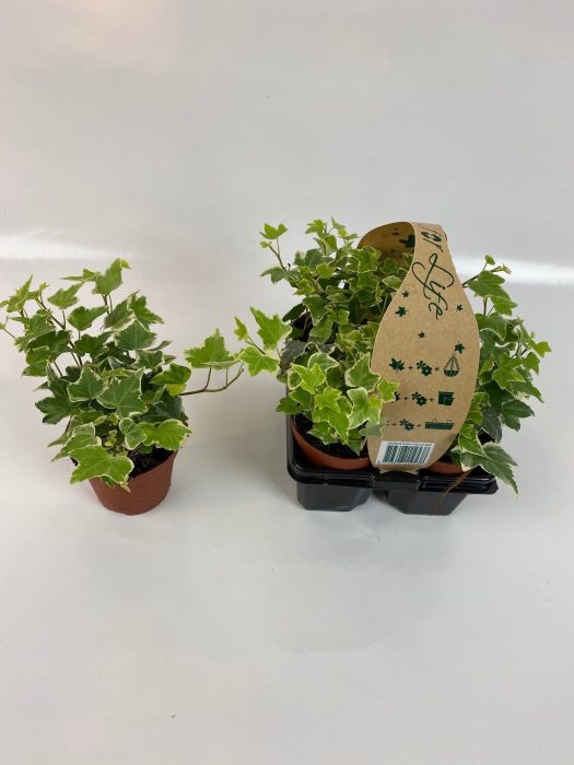 4-Pack Witbont 8,5, D 9
