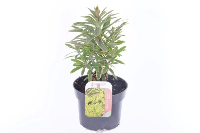 Euphorbia martinii Ascott Rainbow, D 13