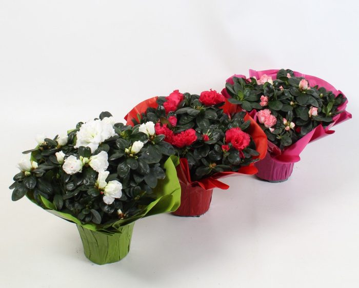 Azalea mix in Rondella hoes., D 13