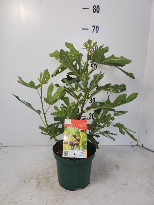 Ficus carica Little Miss Figgy, D 19