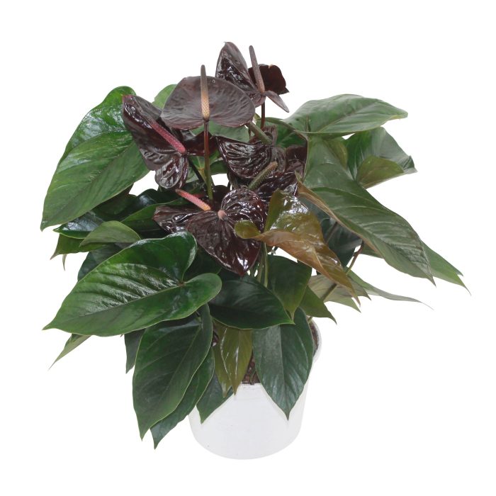 Anthurium XL.20 Paris Black 17cm, D 17