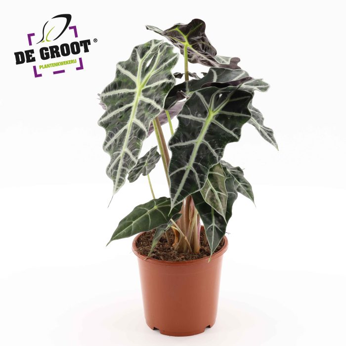Alocasia 'Polly', D 17