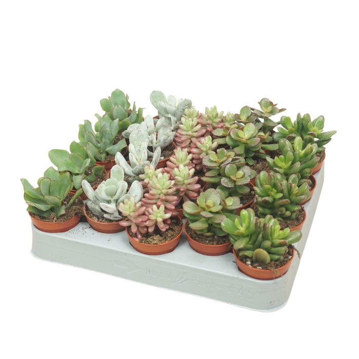 PD mix Succulent 5,5 cm, D 5,5