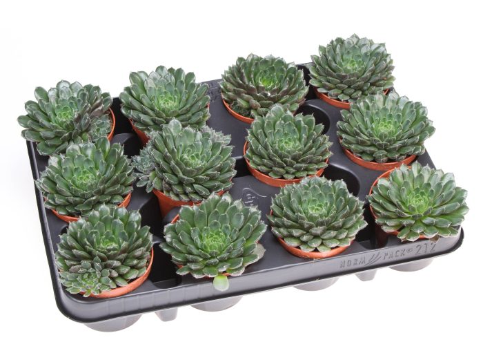 Echeveria scorpio, D 8,5