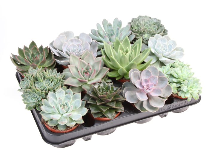 Echeveria mix, D 8,5