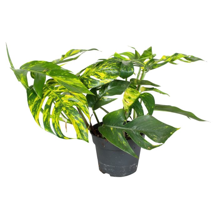 Epipremnum Pinnatum Cintho Goldfinger, D 17