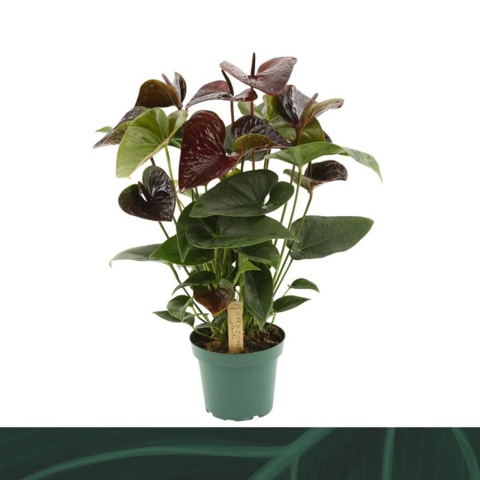 Anthurium Essencia 14cm, D 14