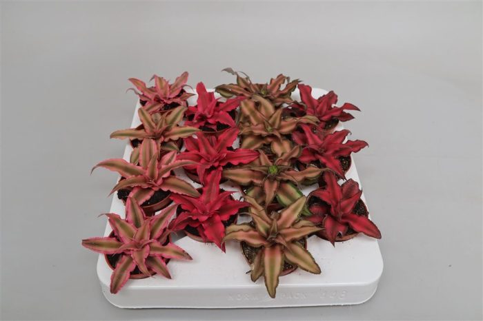 Cryptanthus gemengd, D 5,5