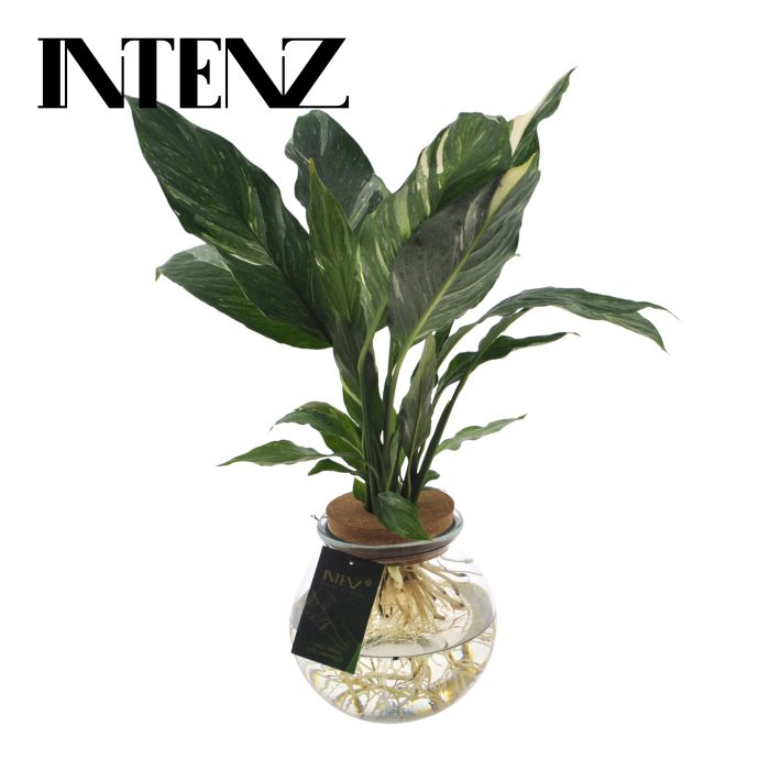 Spathiphyllum Diamond 12cm in Bolglas + Klikkurk - lvrtijd: 24 u, D 12