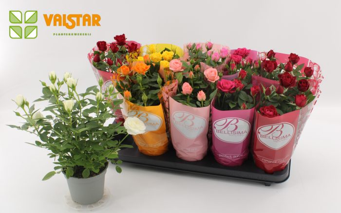Rosa 12 cm Lotz of Roses Bellsima Ton Sur Ton Mix, D 12