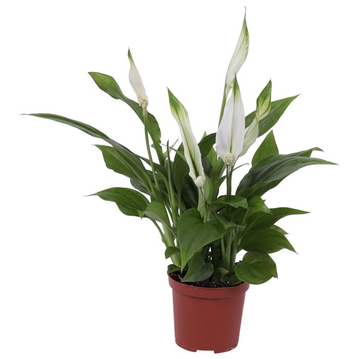 Spathiphyllum Pearl Cupido 7cm, zonder hoes, D 7