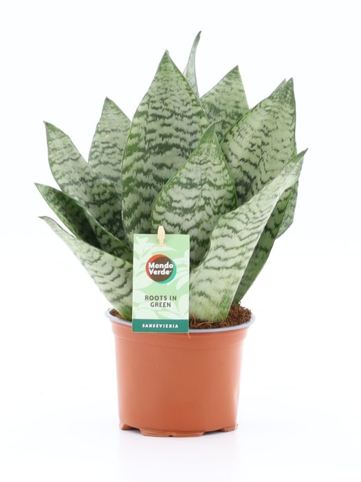 Sansevieria Black Coral, D 12