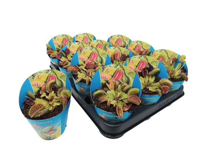 Dionaea muscipula in potcover, D 9