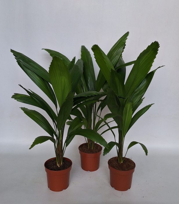 Licuala Grandis, D 12