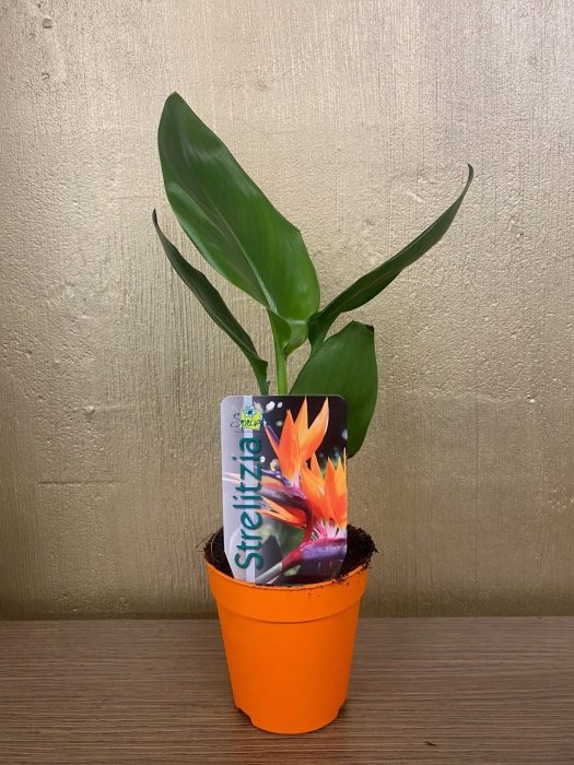 Strelitzia reginae p9, D 9