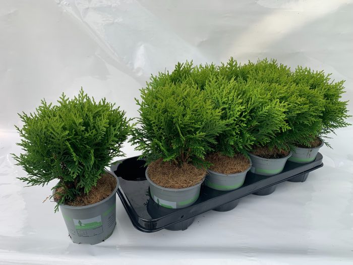 THUJA OCCIDENTALIS DANICA, D 13
