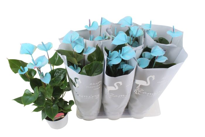 Anthurium Flamingo Blauw 17cm (24 uur besteltijd), D 17