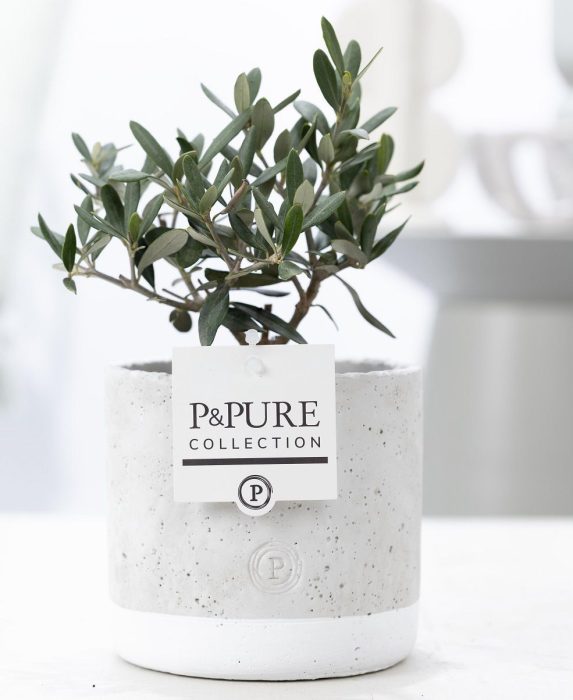 Olea Europaea in P&PURE Jade ceramics, D 12