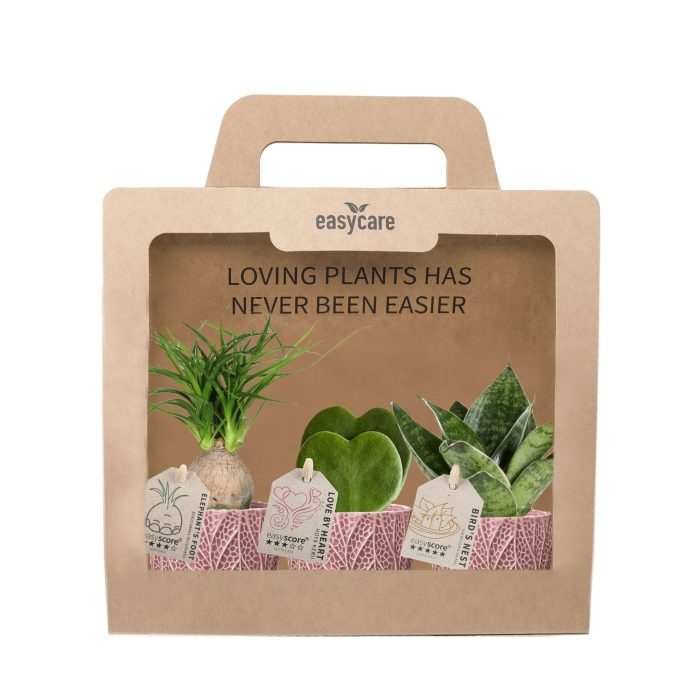 3-Pack Leaf Rosa, D 7