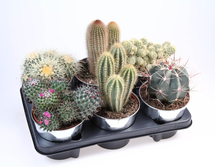 Cactus zinkpot, D 15