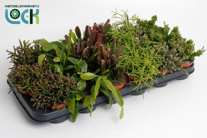 rhipsalis mix, D 8,5