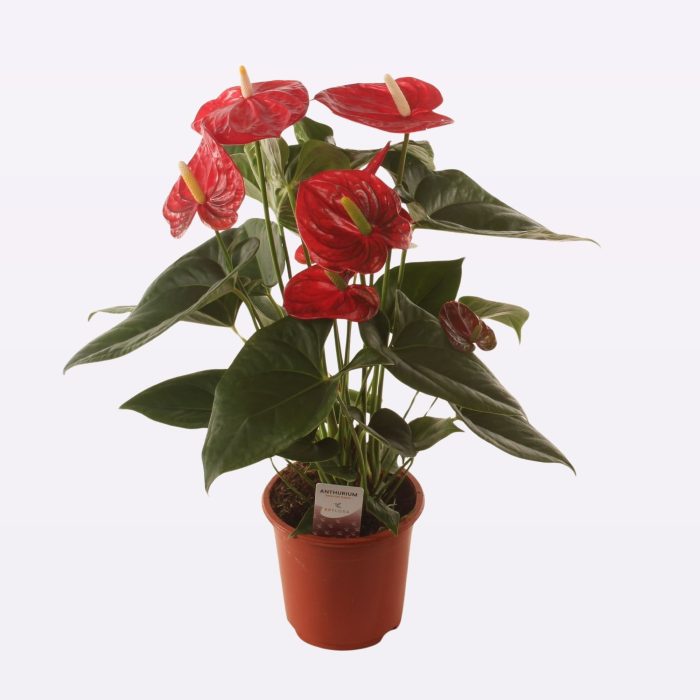 Anth. Aloha Red P17 50cm., D 17